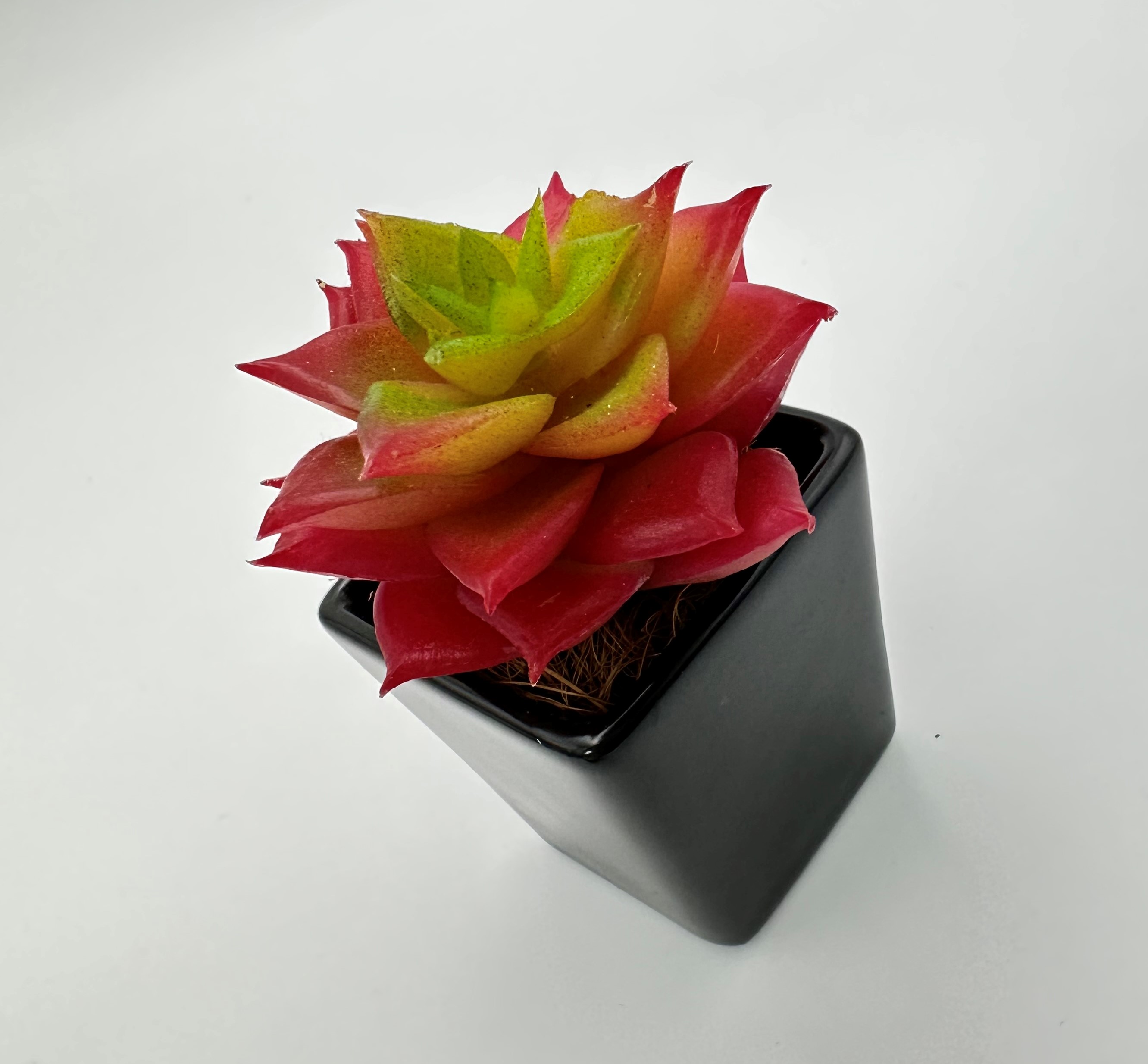 擬真植物擺設/拍攝道具